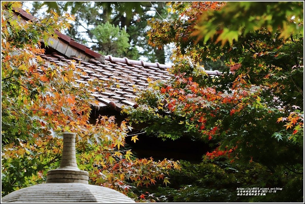 福壽山農場松盧掌葉楓-2021-11-03.jpg