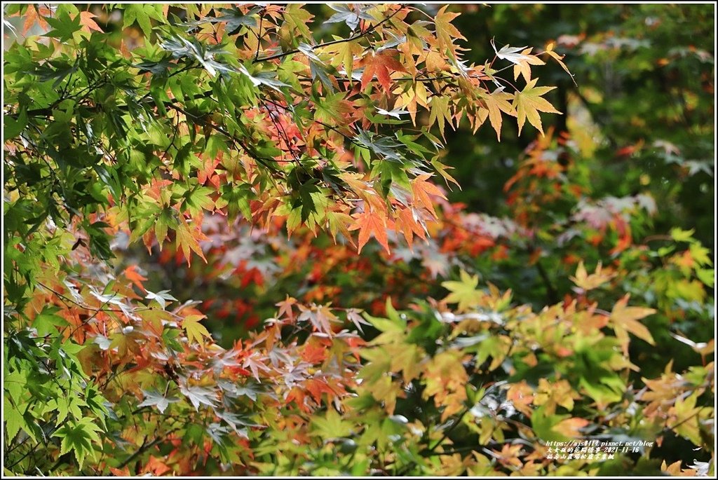 福壽山農場松盧掌葉楓-2021-11-24.jpg