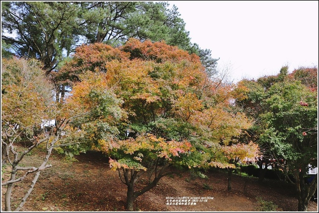 福壽山農場松盧掌葉楓-2021-11-45.jpg