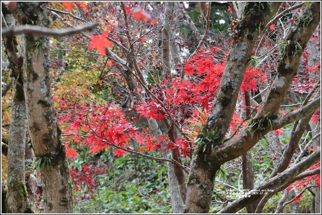 福壽山農場鴛鴦湖-2021-11-03.jpg