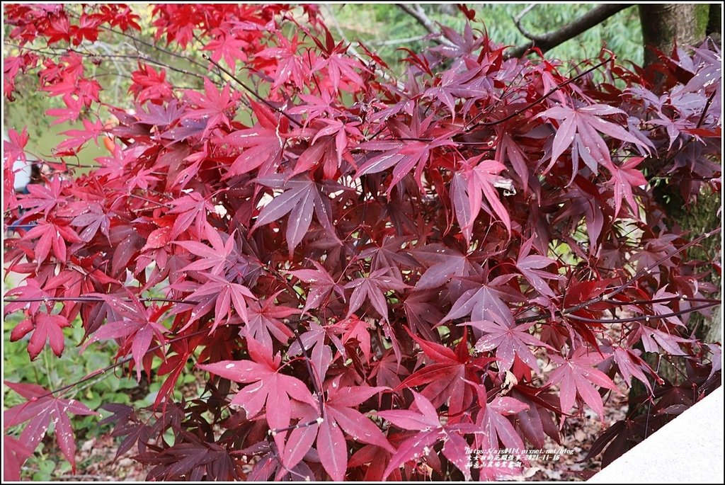 福壽山農場鴛鴦湖-2021-11-19.jpg