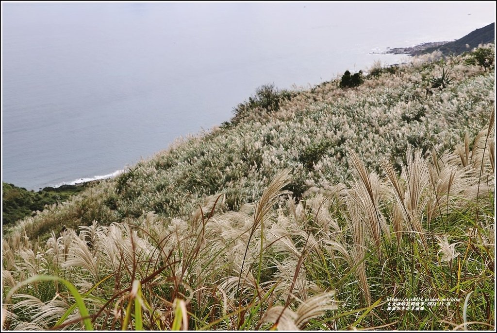 桃源谷步道草嶺線-2021-11-41.jpg