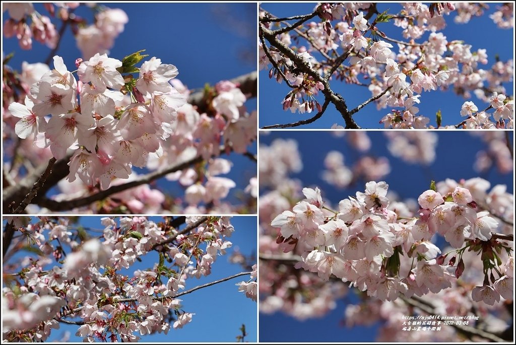 福壽山農場千櫻園-2022-03-14.jpg