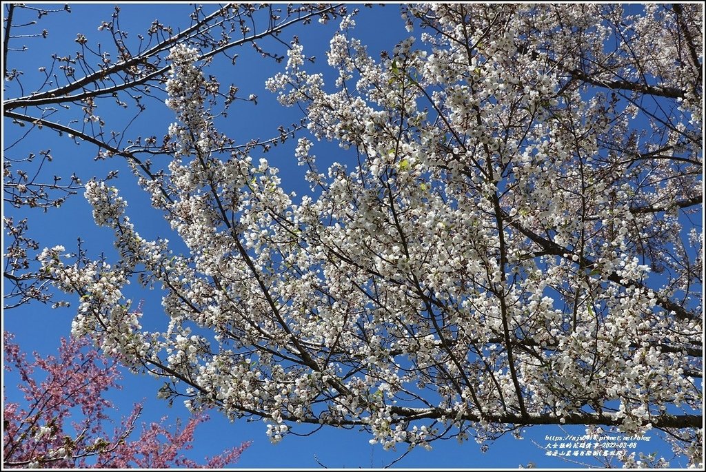 福壽山農場百櫻園(霧社櫻)-2022-03-12.jpg