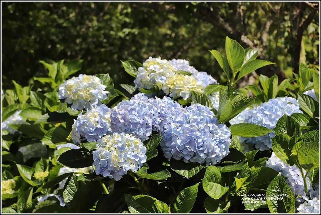 赤柯山繡球花-2022-06-32.jpg