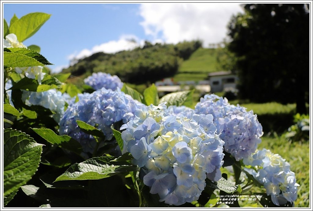 赤柯山繡球花-2022-06-31.jpg