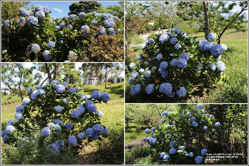 赤柯山繡球花-2022-06-53.jpg