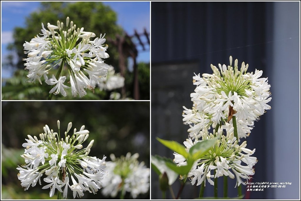 赤柯山繡球花-2022-06-72.jpg