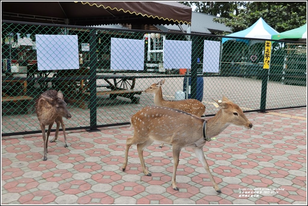 鹿野梅花鹿公園-2023-01-02.jpg