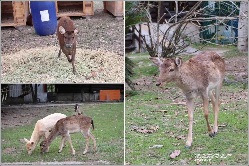 鹿野梅花鹿公園-2023-01-44.jpg