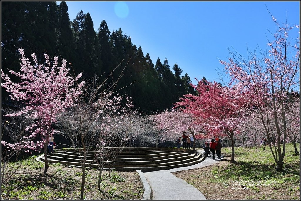 福壽山千櫻園-2023-02-149.jpg