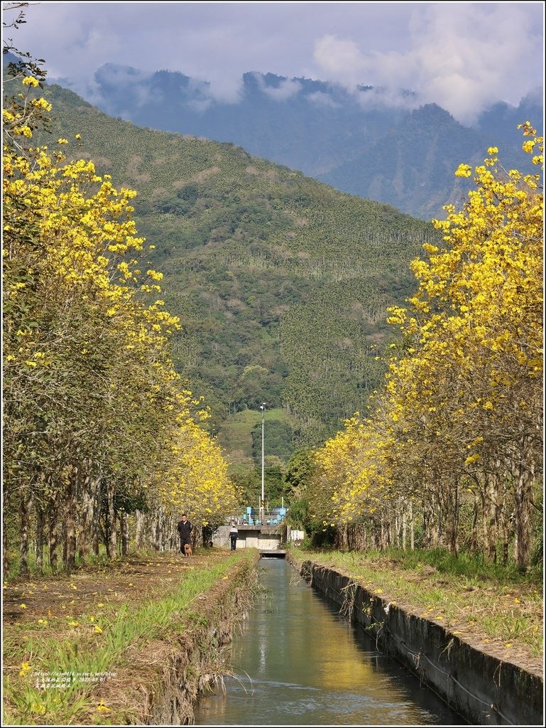 富源黃花風鈴木-2023-03-09.jpg