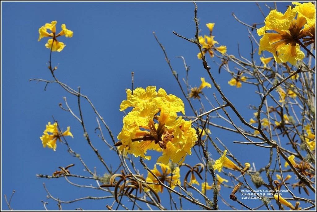 富源黃花風鈴木-2023-03-25.jpg