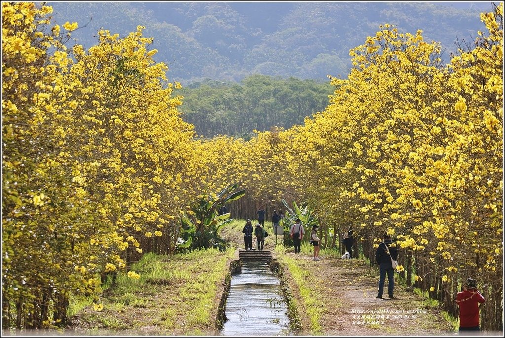 富源黃花風鈴木-2023-03-38.jpg