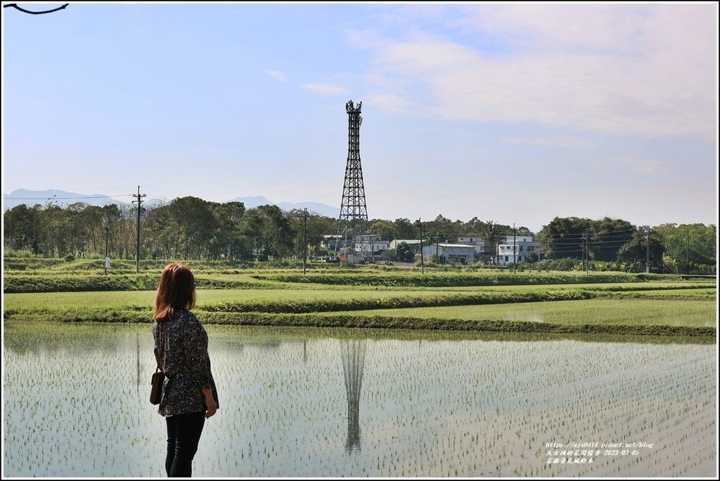 富源黃花風鈴木-2023-03-64.jpg