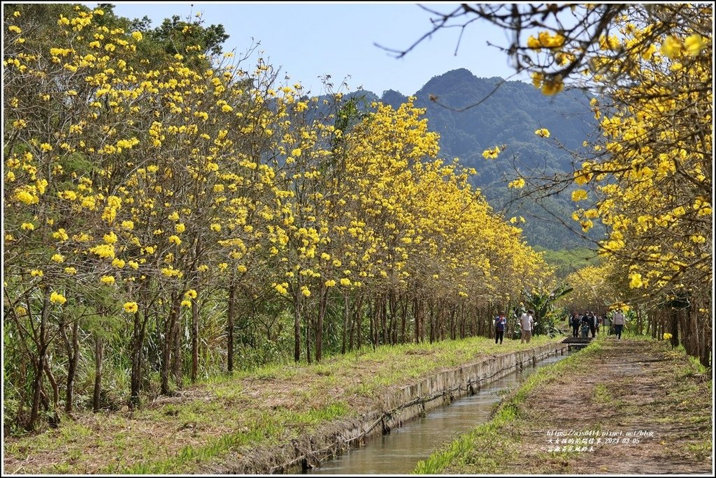 富源黃花風鈴木-2023-03-123.jpg