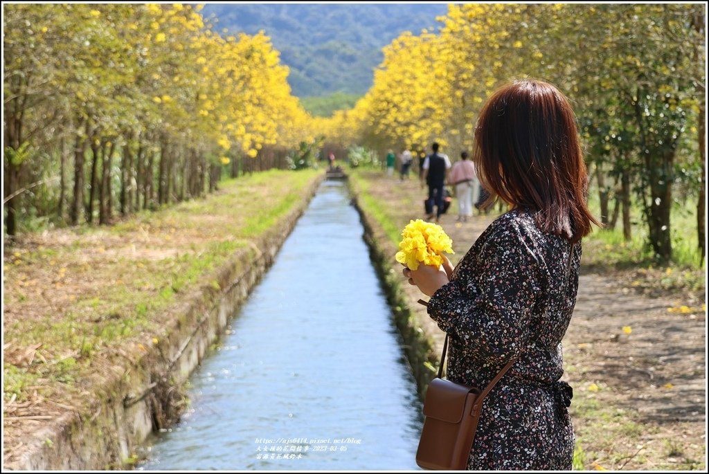 富源黃花風鈴木-2023-03-128.jpg