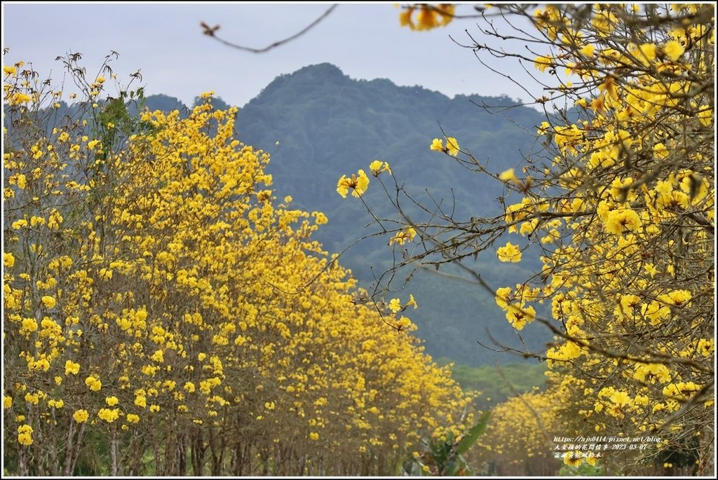 富源黃花風鈴木-2023-03-142.jpg