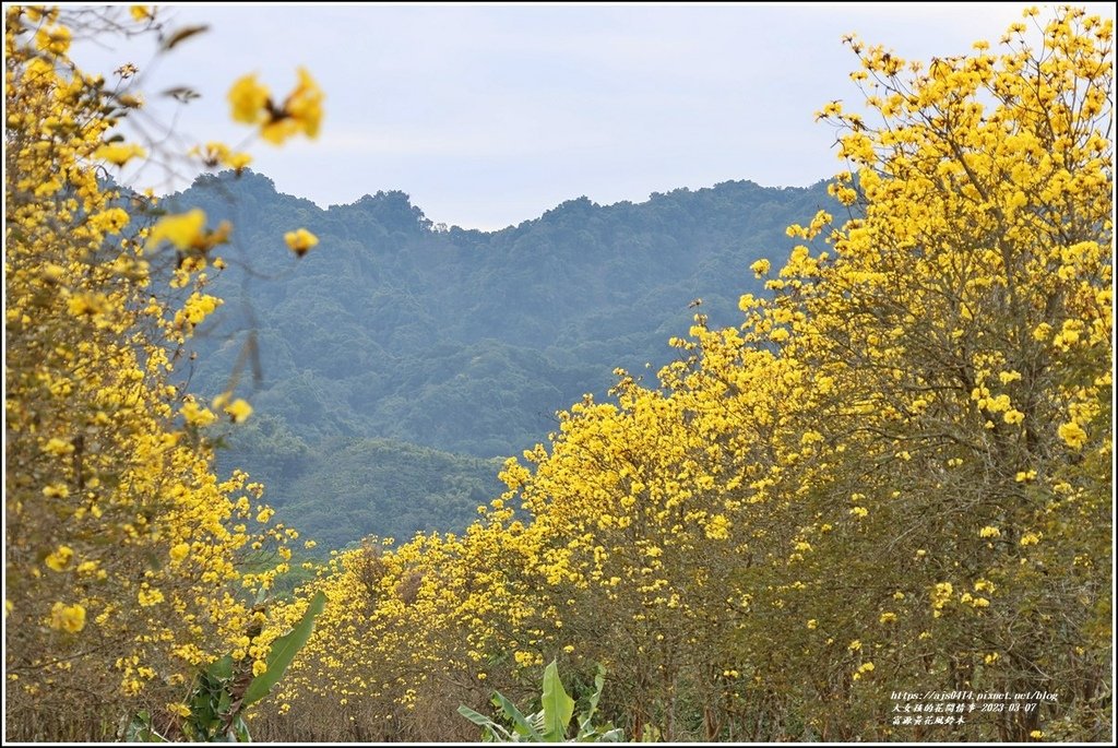 富源黃花風鈴木-2023-03-153.jpg