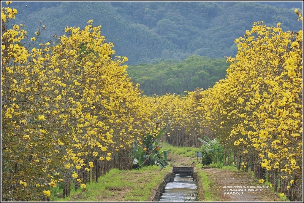 富源黃花風鈴木-2023-03-156.jpg