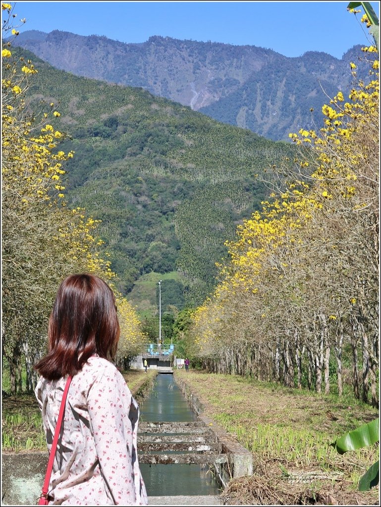 富源黃花風鈴木-2023-02-07.jpg