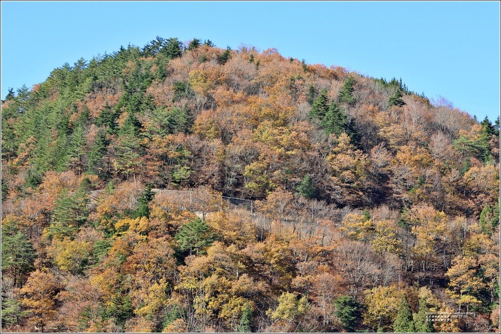 岐阜縣白川鄉合掌屋-2023-11-21-06.jpg