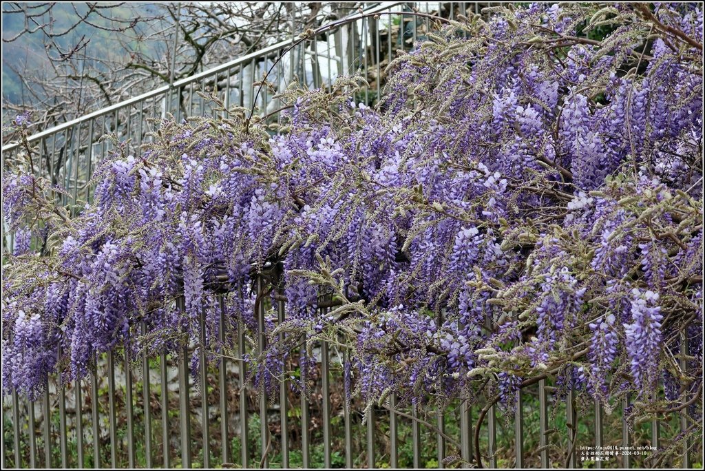 梨山紫藤花架-2024-03-10-10.jpg