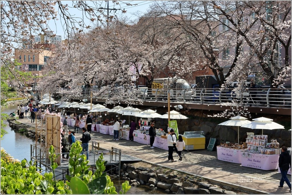 蔚山無去川櫻花路-2024-03-30-31.jpg