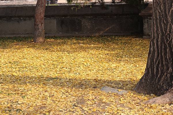 頤和園內滿地銀杏.JPG