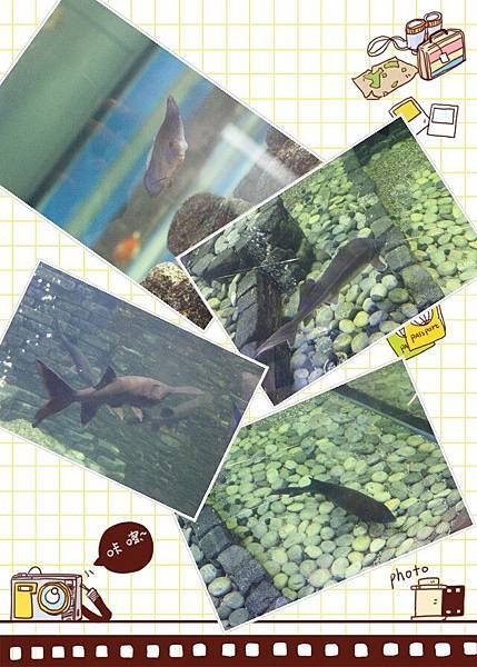 魚.jpg