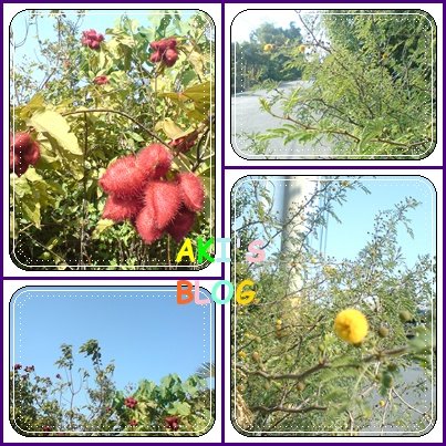 田尾-花.jpg