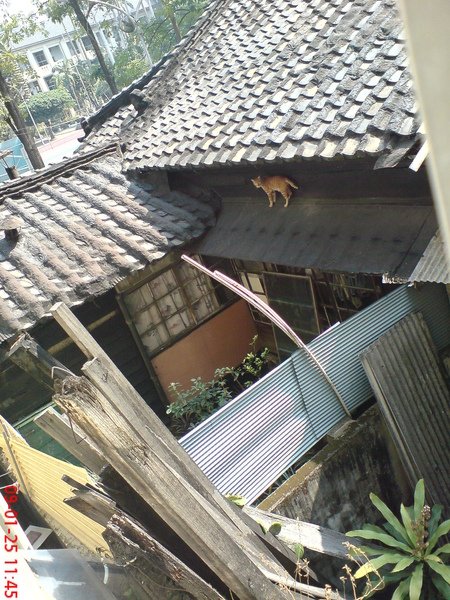 貓