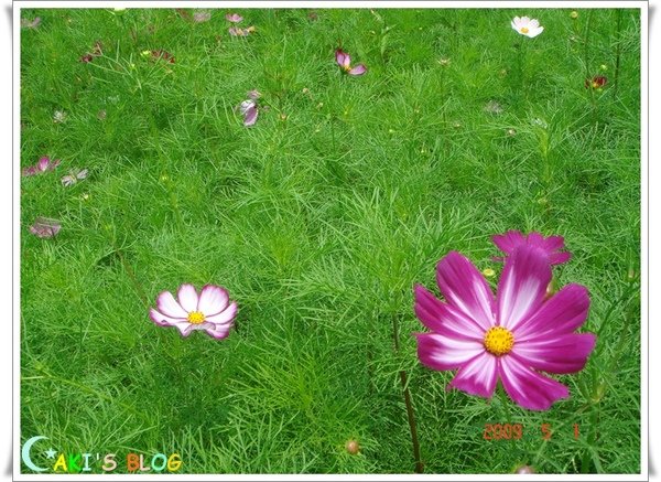 波斯菊獨照