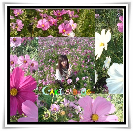 過年波斯菊