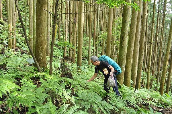 二訪高島田山 – 順探小錦屏溫泉