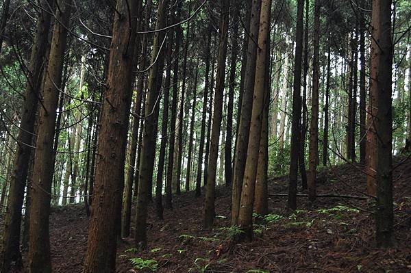 二訪高島田山 – 順探小錦屏溫泉