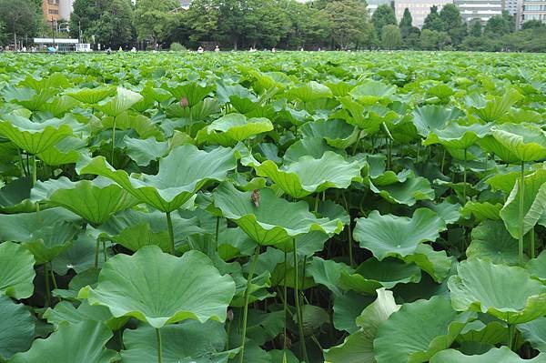 2018日本自由行 - Day 5: 7/12 上野公園遊 