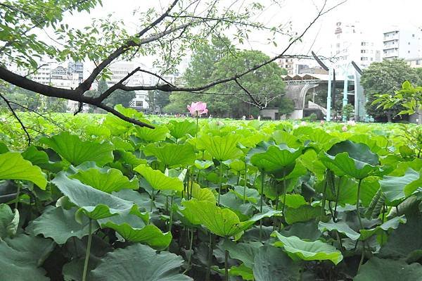 2018日本自由行 - Day 5: 7/12 上野公園遊 