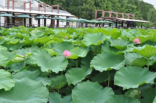 2018日本自由行 - Day 5: 7/12 上野公園遊 