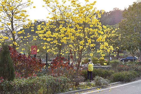 浪漫台3線樟之細路: 首訪獅山古道 - 夜抵南庄老街