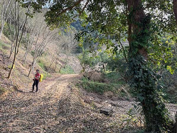 浪漫台3線樟之細路: 走過三灣大河底 - 穿越獅潭隘勇線