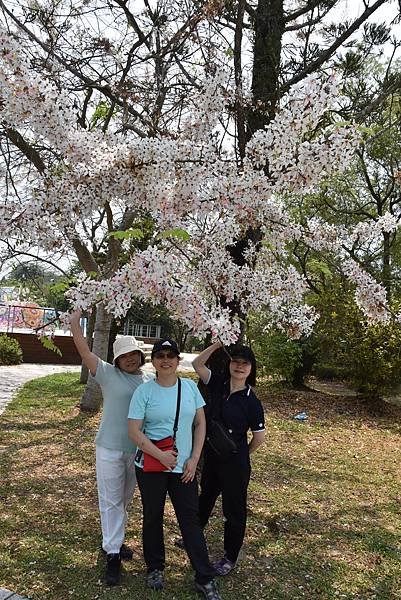 五月阿里山鐵路 - 初夏螢火蟲之旅: 梨園寮火車站 - 大風