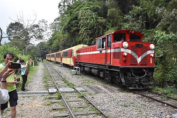 五月阿里山鐵路 - 初夏螢火蟲之旅: 梨園寮火車站 - 大風