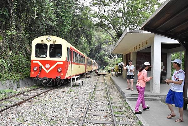 五月阿里山鐵路 - 初夏螢火蟲之旅: 梨園寮火車站 - 大風