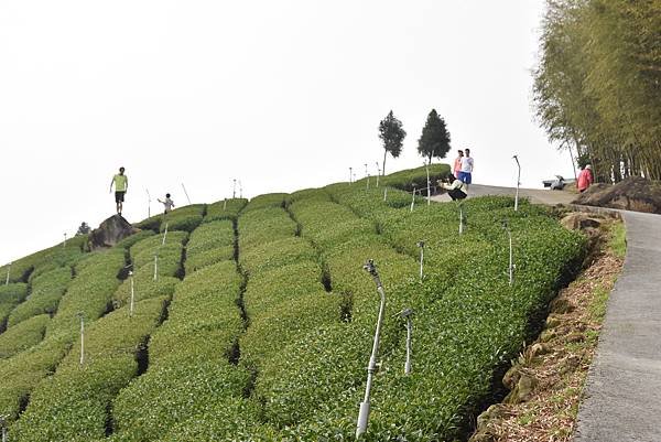 五月阿里山鐵路 - 初夏螢火蟲之旅: 梨園寮火車站 - 大風