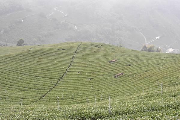 五月阿里山鐵路 - 初夏螢火蟲之旅: 梨園寮火車站 - 大風