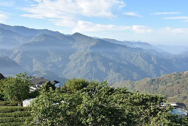 五月阿里山鐵路 - 初夏螢火蟲之旅: 迷糊步道竹林行 - 藍