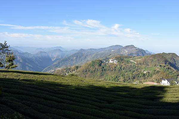 五月阿里山鐵路 - 初夏螢火蟲之旅: 迷糊步道竹林行 - 藍