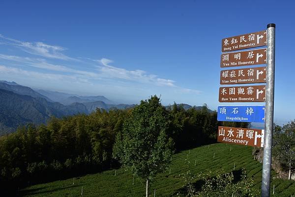 五月阿里山鐵路 - 初夏螢火蟲之旅: 迷糊步道竹林行 - 藍