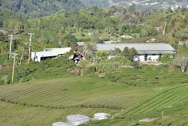 五月阿里山鐵路 - 初夏螢火蟲之旅: 迷糊步道竹林行 - 藍